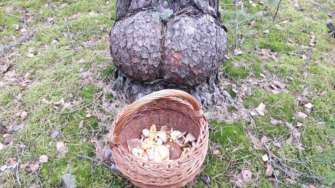 Bakusiowy Zakątek Kwatera prywatna *