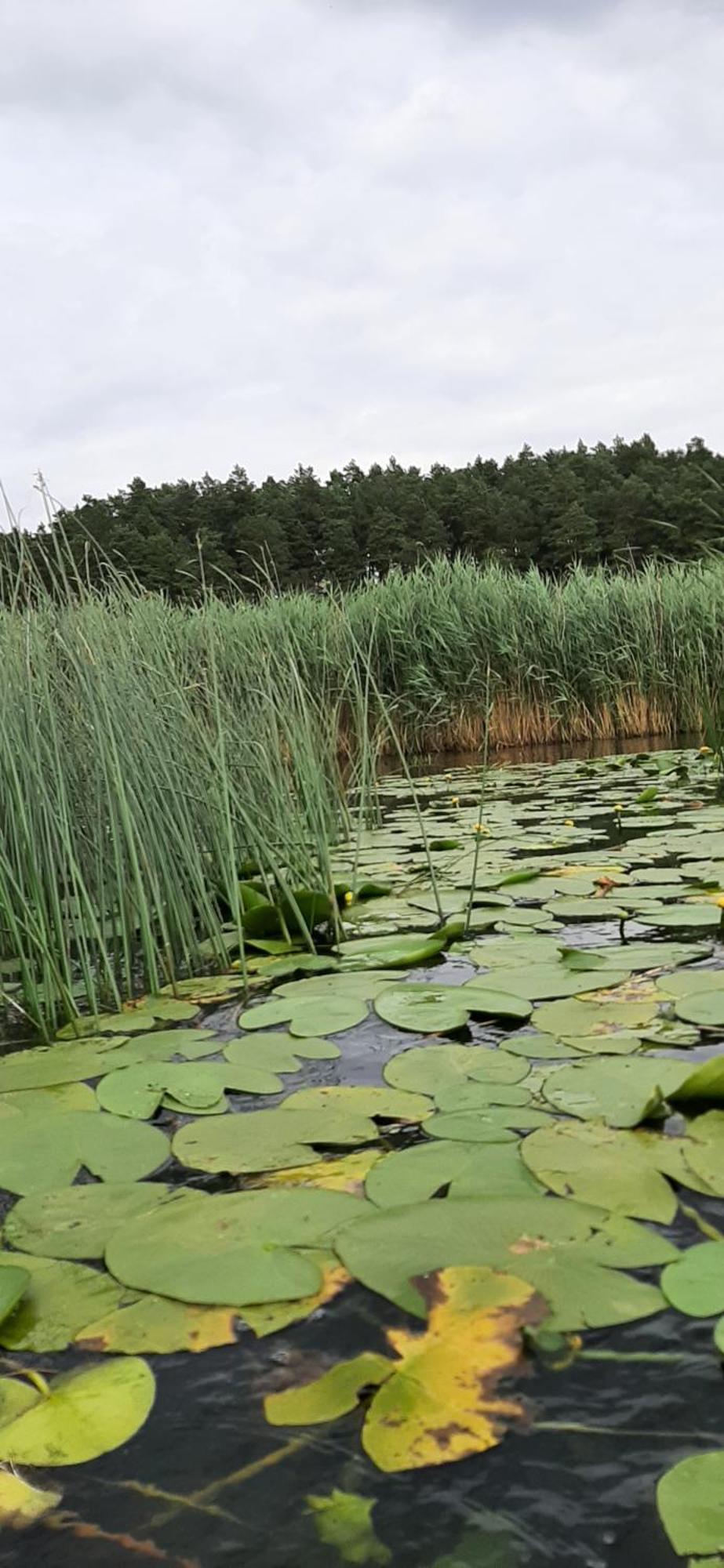 Bakusiowy Zakątek Kwatera prywatna Lipowo Kurkowskie